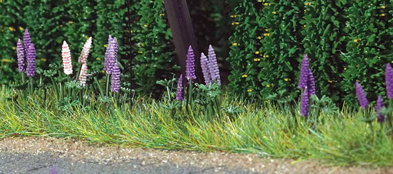 LUPINI SELVATICI