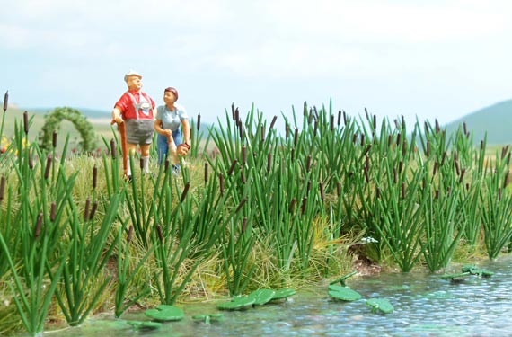 Piante d'acqua