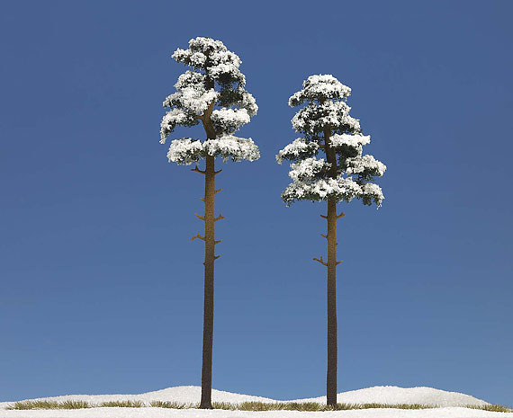 2 Alberi innevati