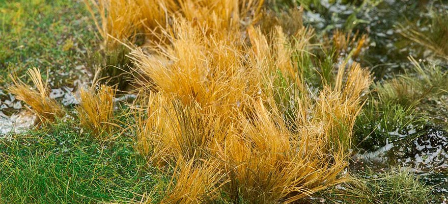 Cespugli Canne