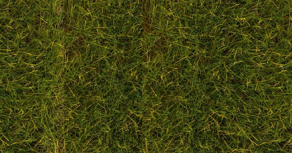 Erba alta estiva  30g