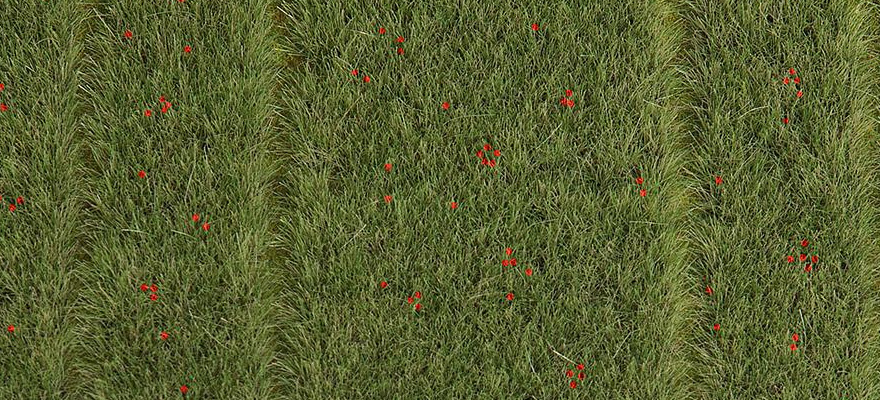 Campo di grano con papaveri
