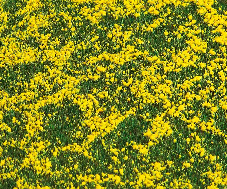 Segmento paesaggio PREMIUM , Campo di colza