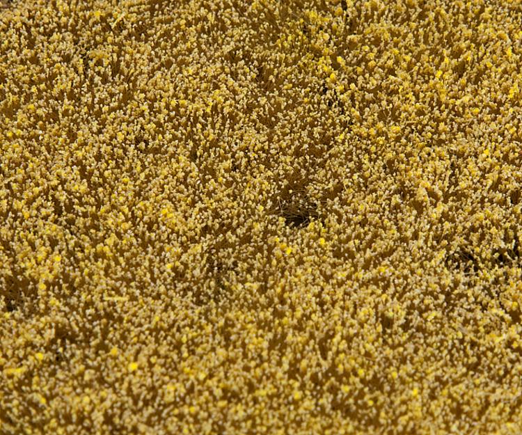 Segmento paesaggio PREMIUM , Campo di cereali