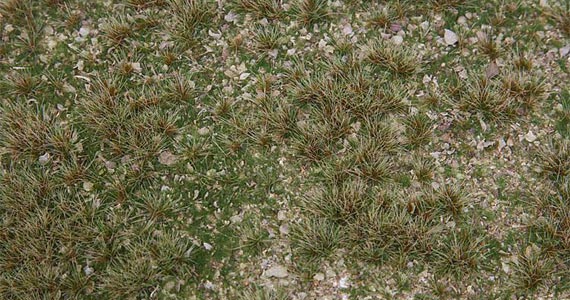PREMIUM Segmento Campo
