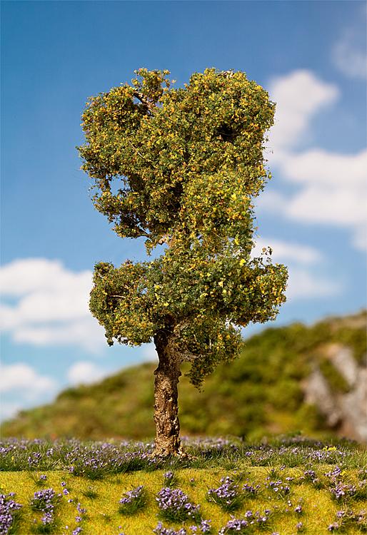 1 betulla pelosa PREMIUM