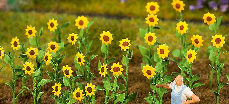 16 girasoli