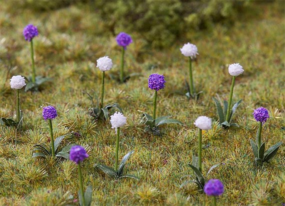 28 cipolle ornamentali giganti