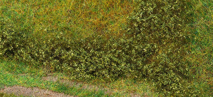 Fogliame verde estivo