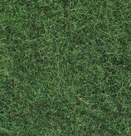 Erba Wild Grass verde chiaro, 50 g
