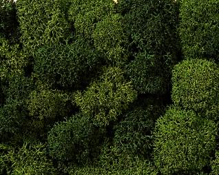 BUSTA MUSCHIO MISTO VERDE 35 g