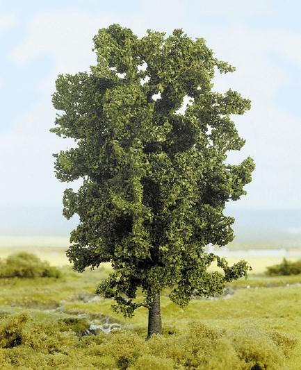 Frassino 19 cm