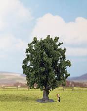 Quercia #