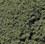 FOGLIAME A PEZZI VERDE
