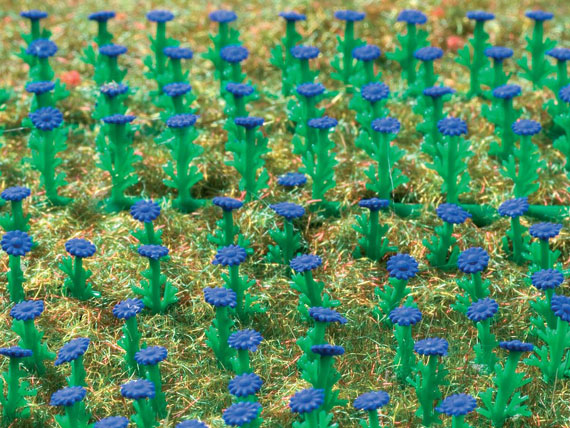 Fiori azzurri