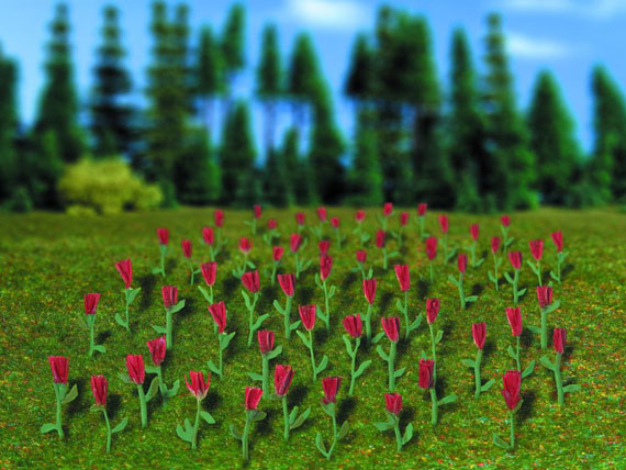 Tulipani rossi