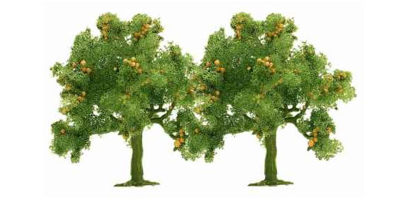 CONF. 2 ALBERI mm 45